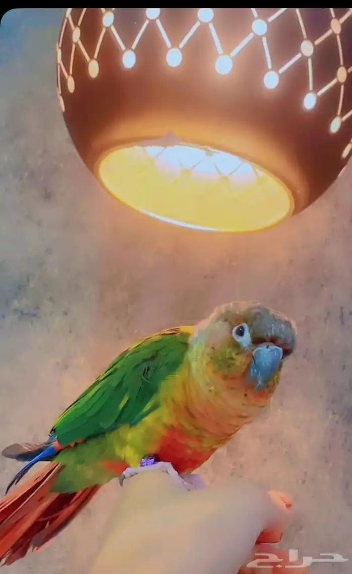 ببغاء 2