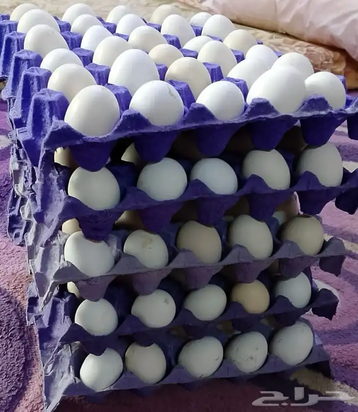 بيض بلدي مخصب 0