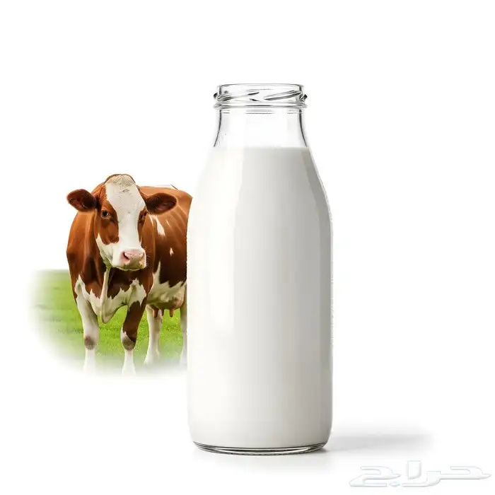 حليب بقر طازج يوميا ميسان 0