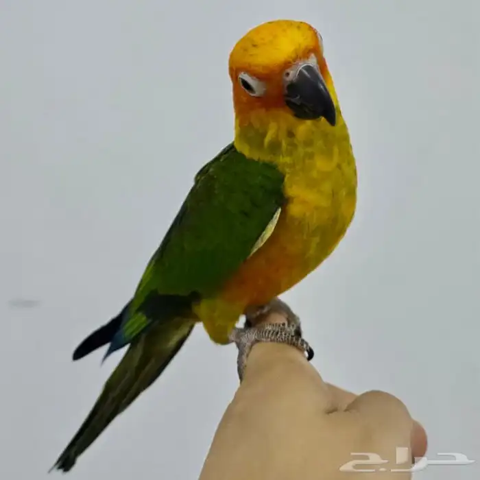 ببغاء صن كنيور اليف جدا 2