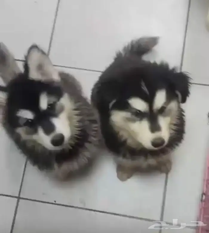 كلاب هاسكي للبيع عالسوم مطعمين ومعهم دفتر التطعيمات 1