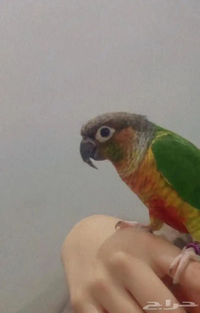 ببغاء 0
