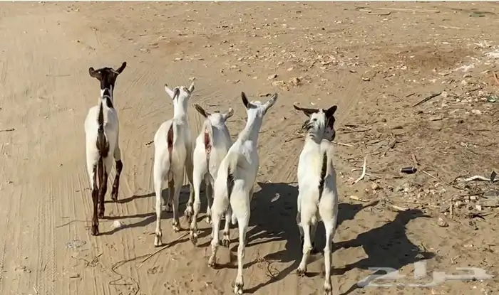 تيوس جذعان 1