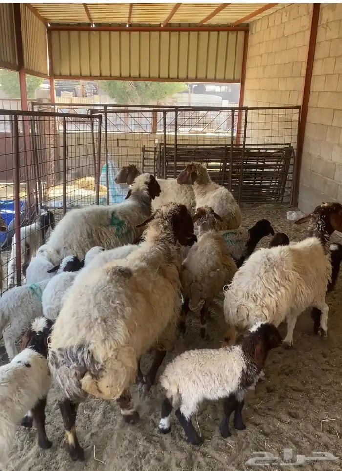 نعيم 8 معها 13 0