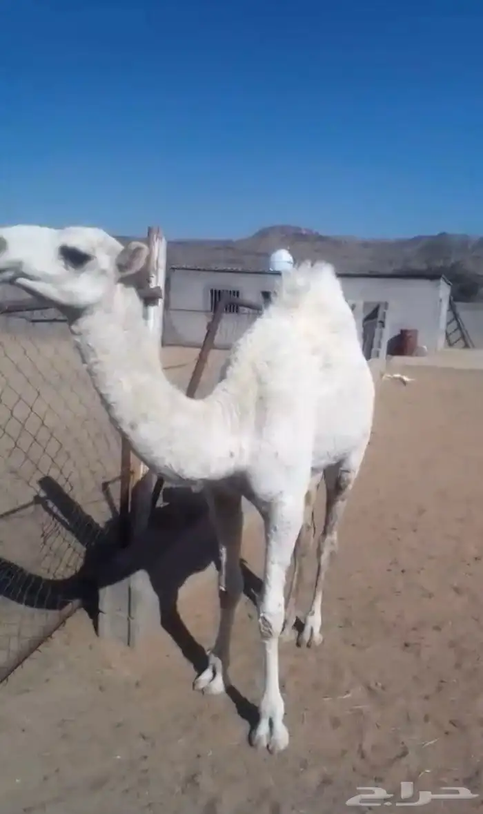 بكره للبيع 1