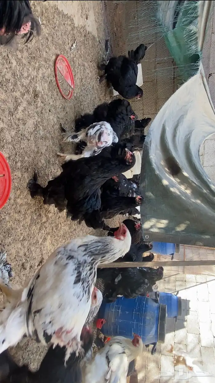 دجاج براهما 1