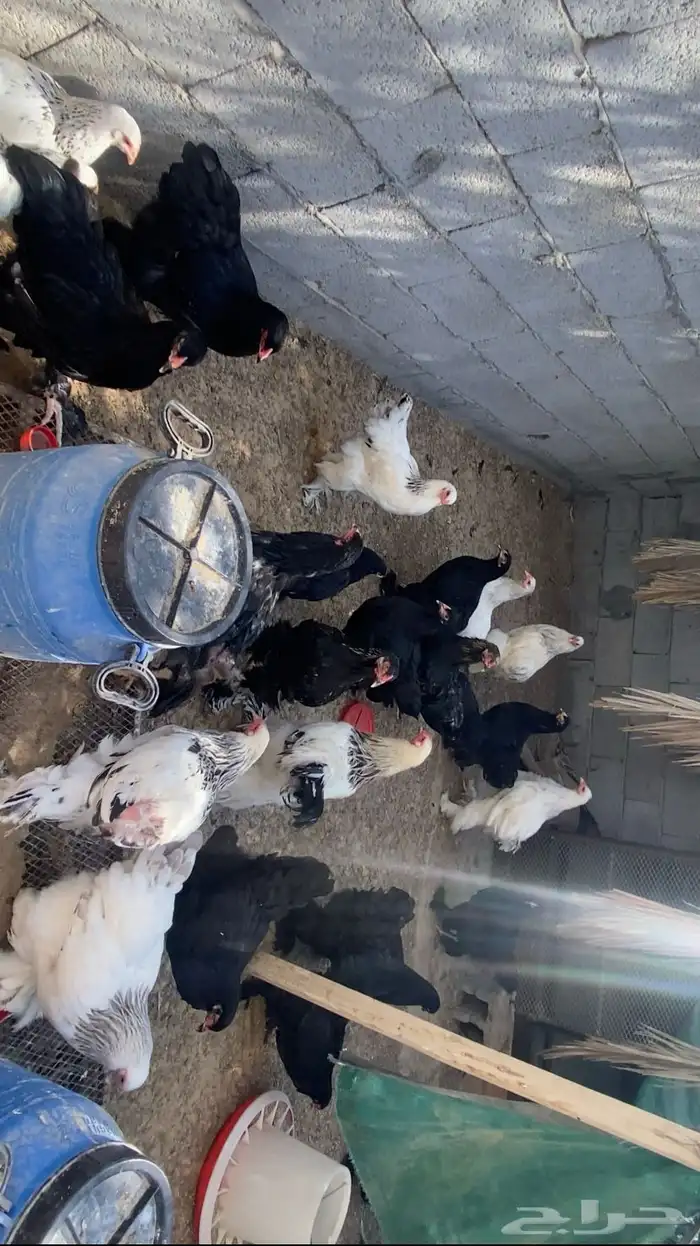 دجاج براهما 0