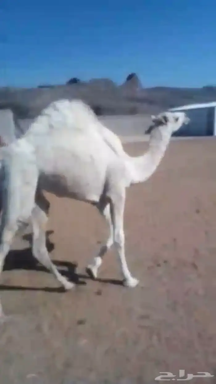 بكره للبيع 0