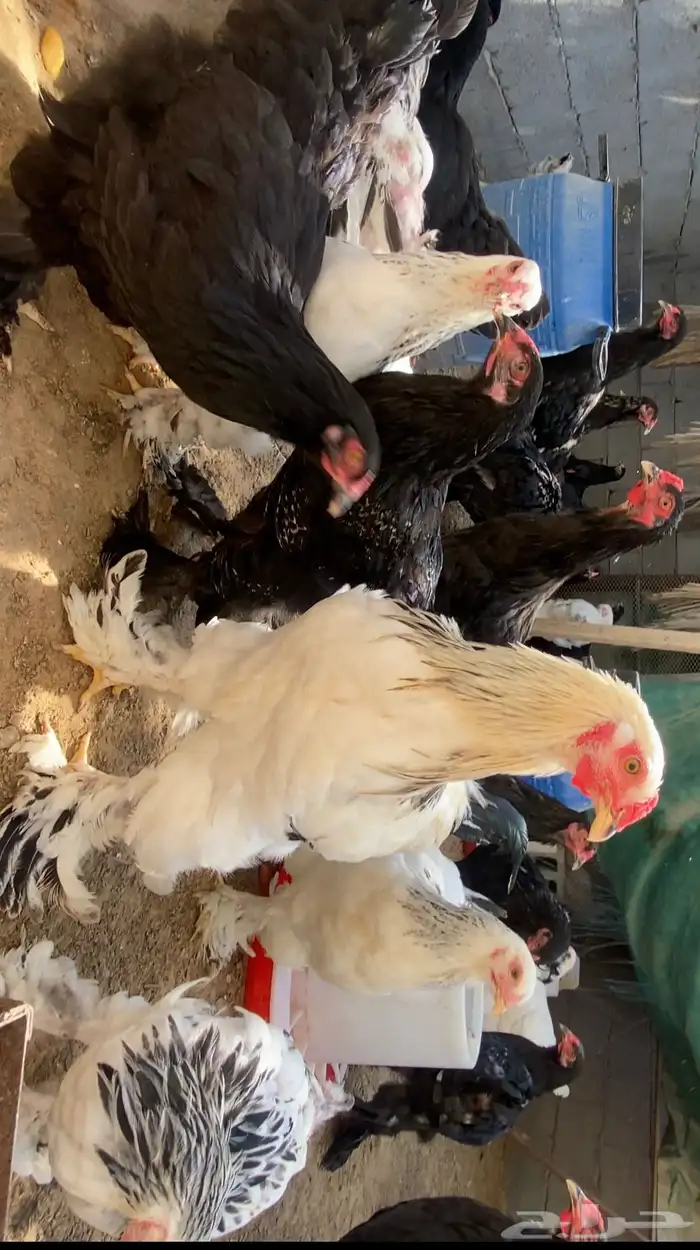 دجاج براهما 2