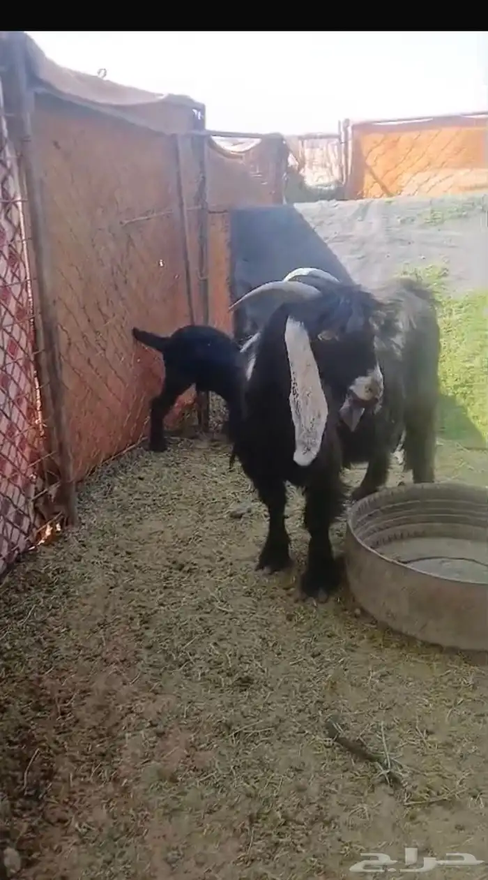 عنز والد تامة 0