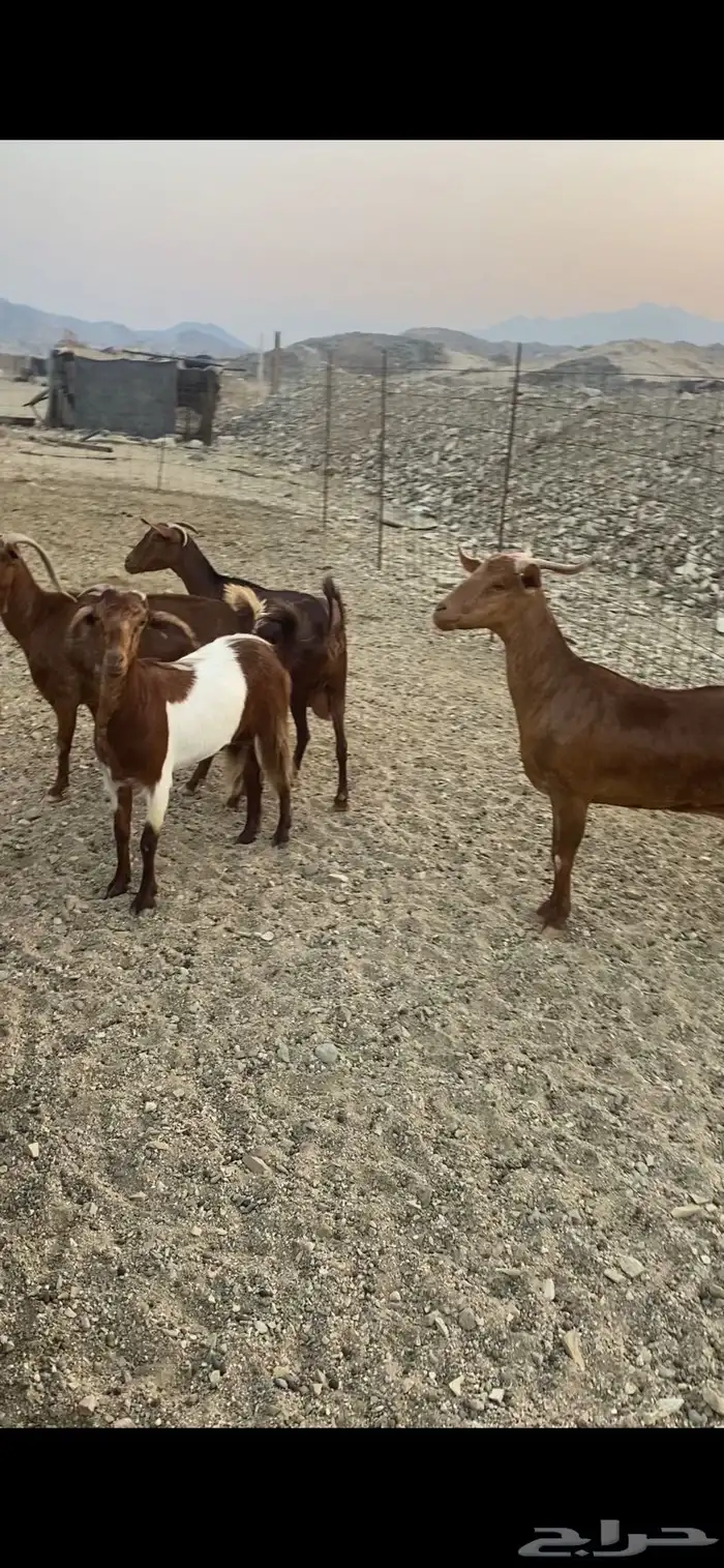 معزا محايليات 0