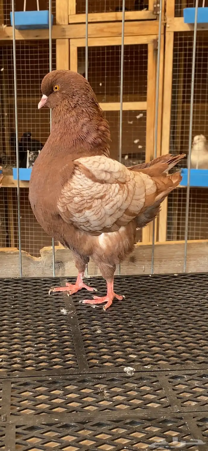 (( كنق مودينا ارجنت)) 1