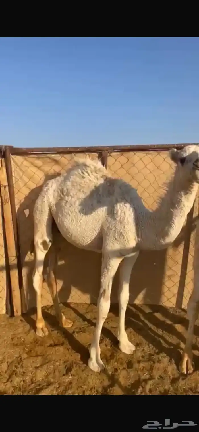 قعود سمين للبيع 0