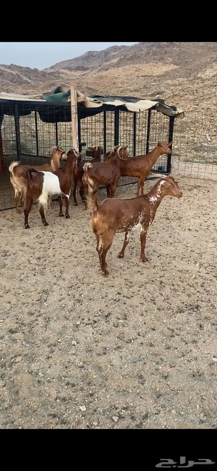 معزا محايليات 1