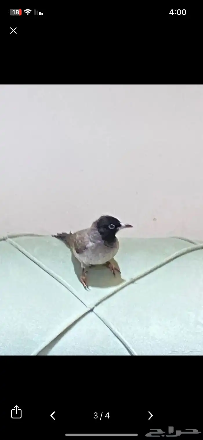 بلبل سوري تربيه وصل السوم 490 1