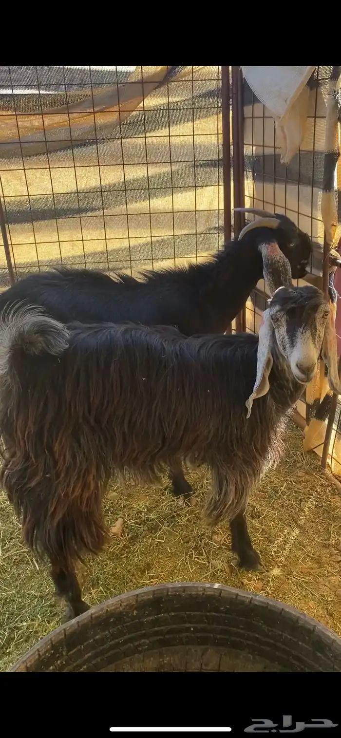 عارضية مضرع شرط بتؤام 1