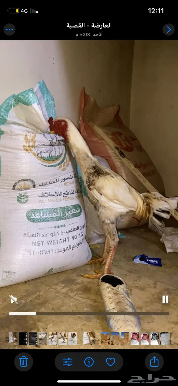 دجاجة باكستاني 3