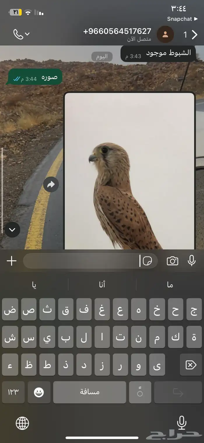 ديك ودجاجة باكستاني سندي أصيل العمر  خمس شهور ونص للبيع 9
