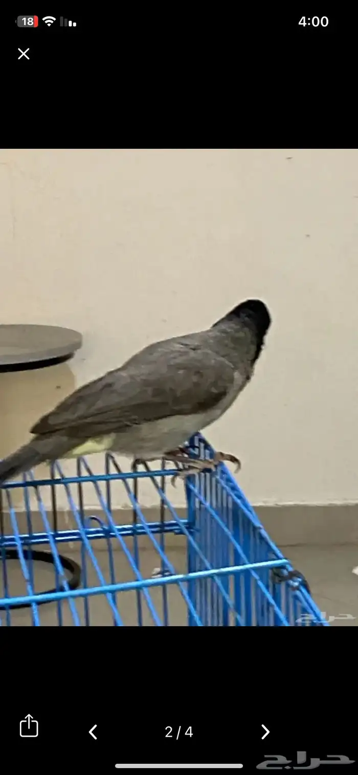 بلبل سوري تربيه وصل السوم 490 2