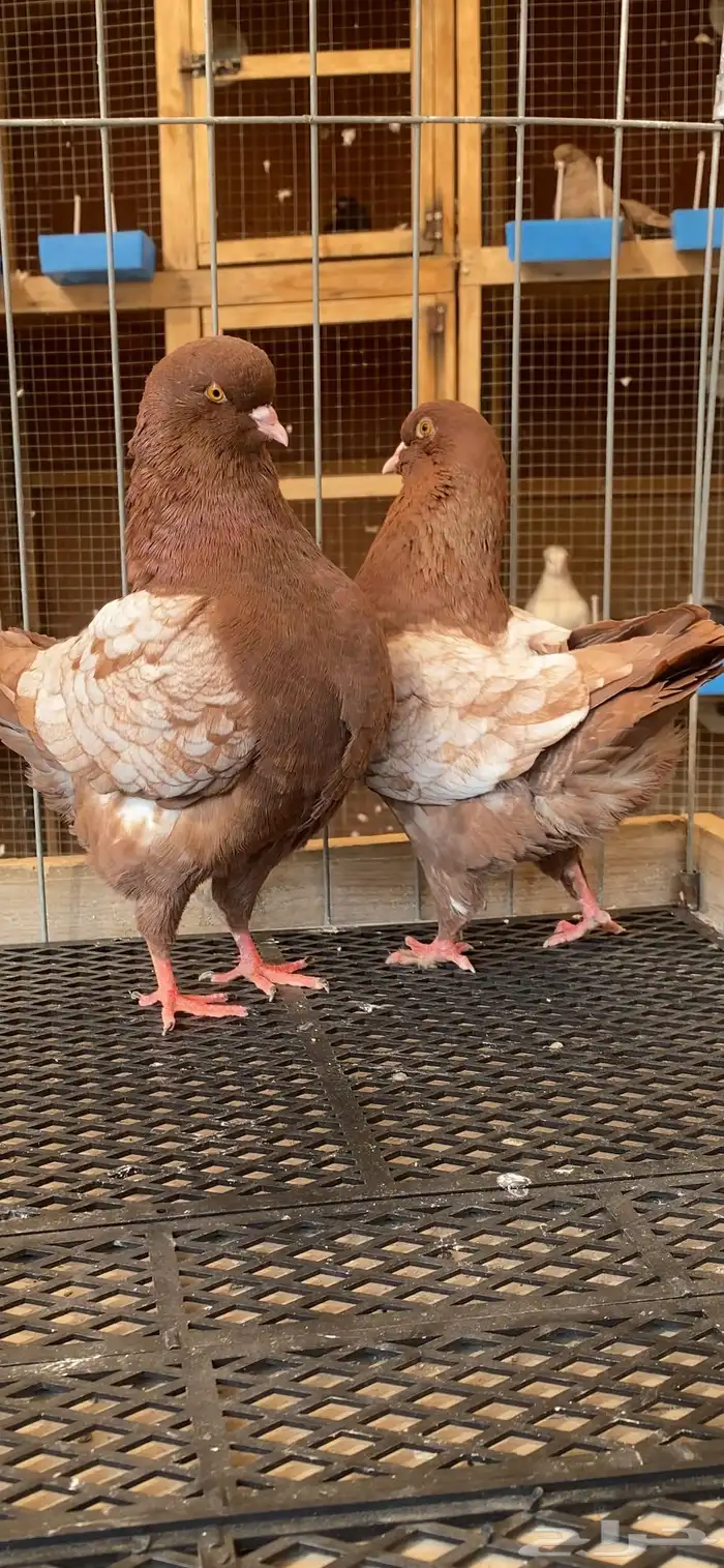 (( كنق مودينا ارجنت)) 2