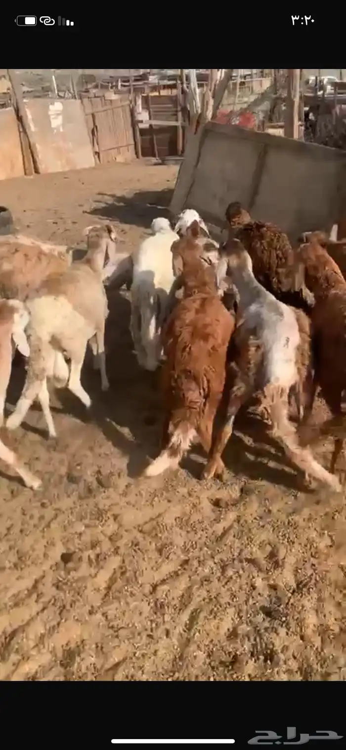 ذبايح طليان و رخال يوجد دفع تابي تقسيط و توصيل و ذبح 2