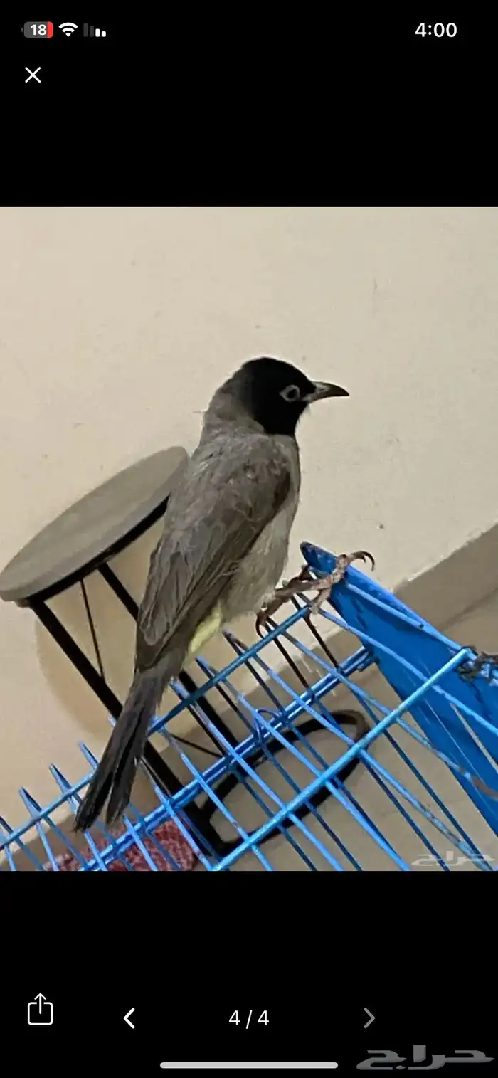 بلبل سوري تربيه وصل السوم 490 0