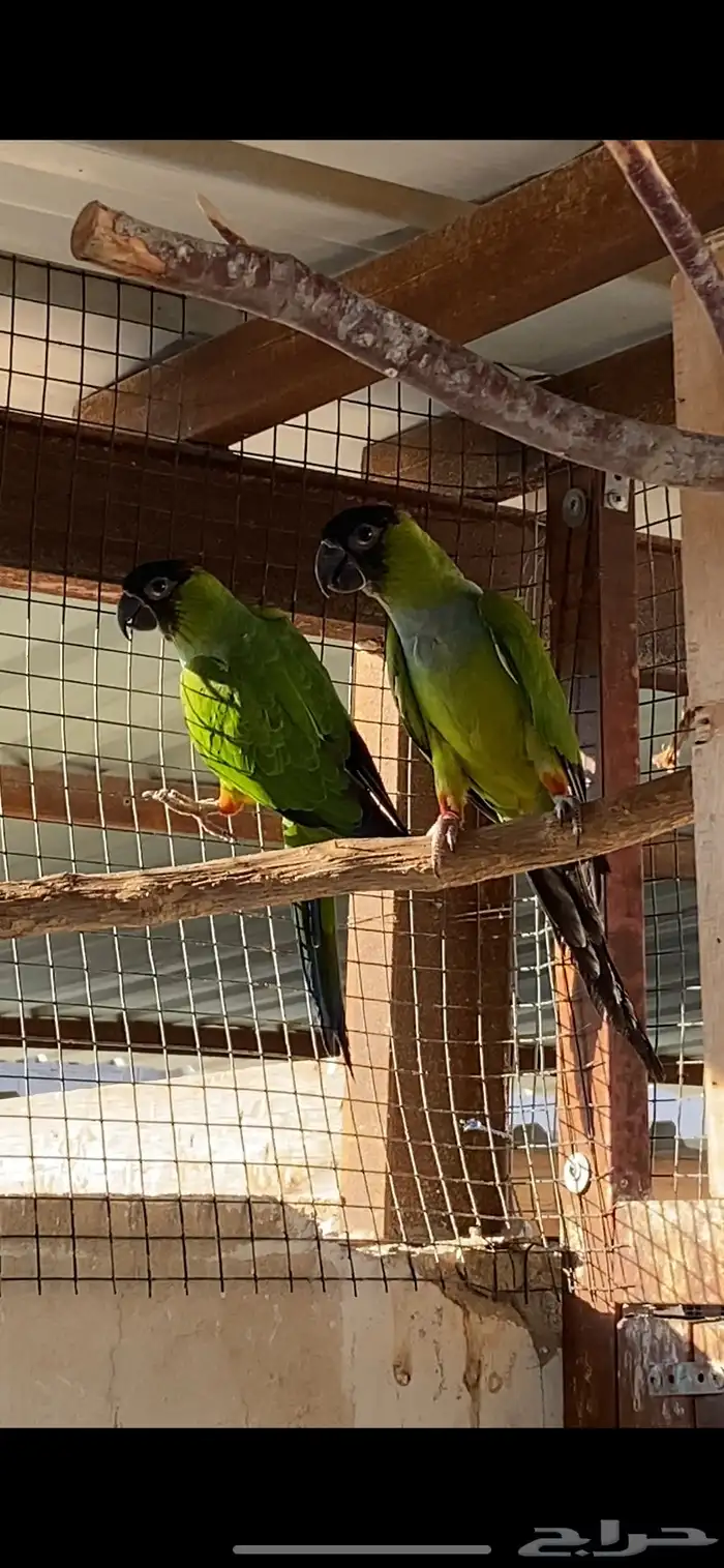 كنيور ناندي 1