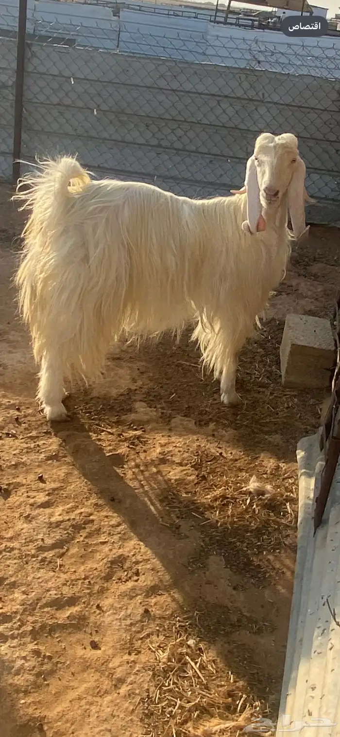 عنز عرضية دافع فوق ثلاث شهور 0