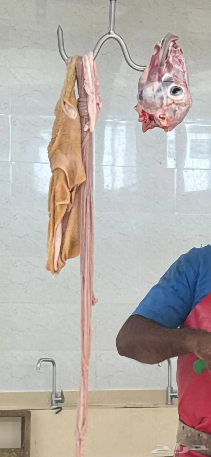 ذبائح صمع رخال 2