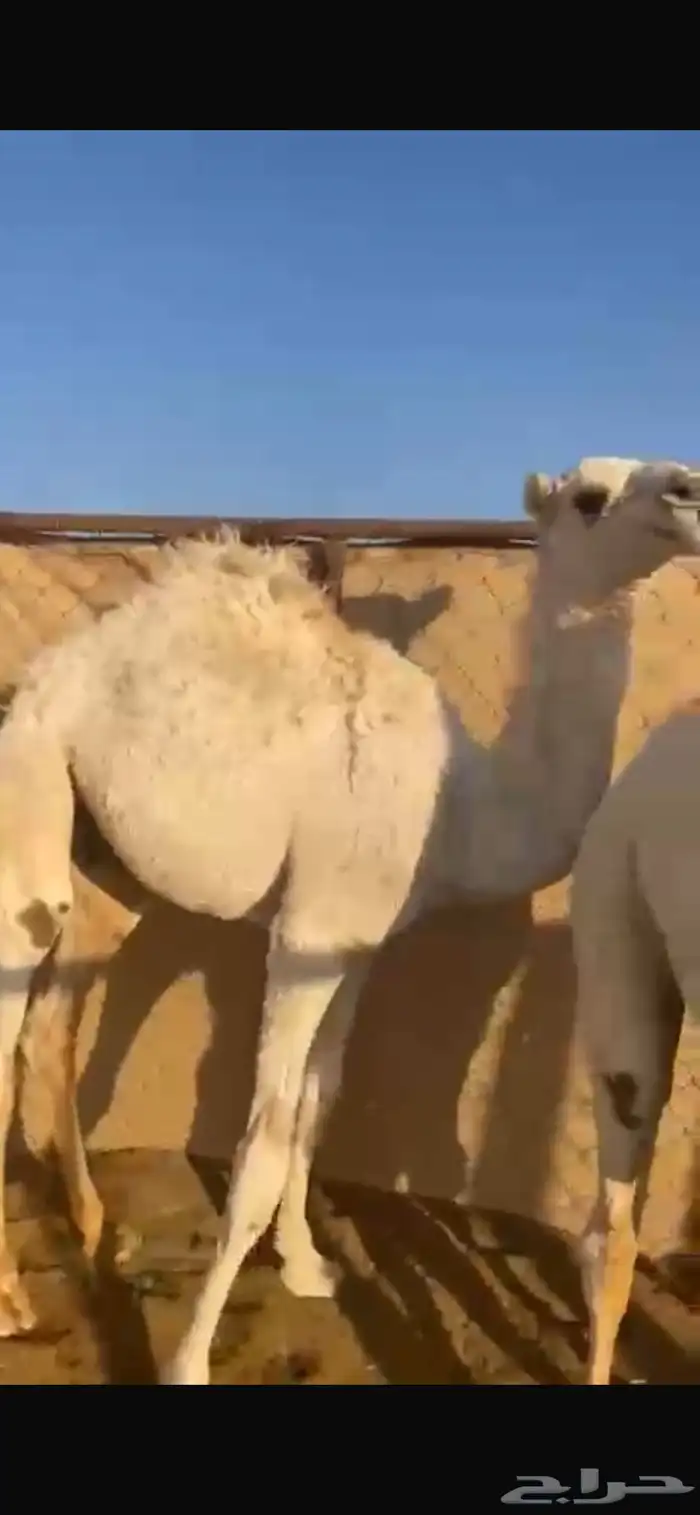 قعود سمين للبيع 1