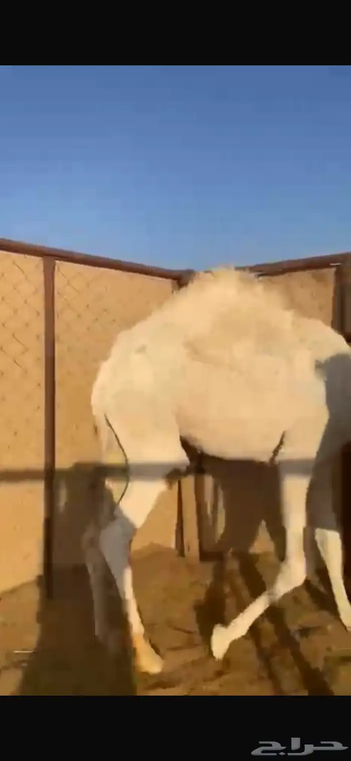 قعود سمين للبيع 2