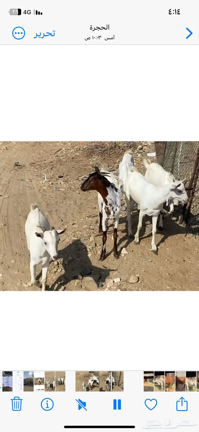 تيوس جذعان 0