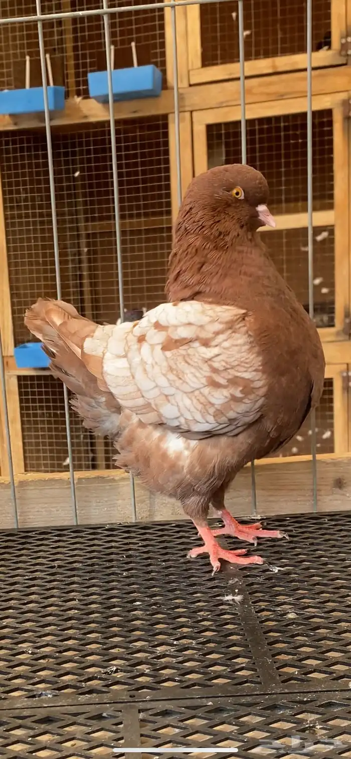 (( كنق مودينا ارجنت)) 3