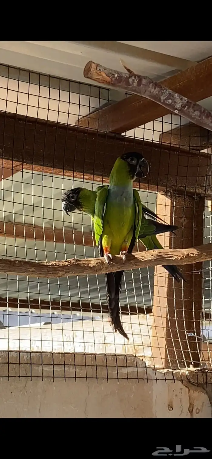 كنيور ناندي 0