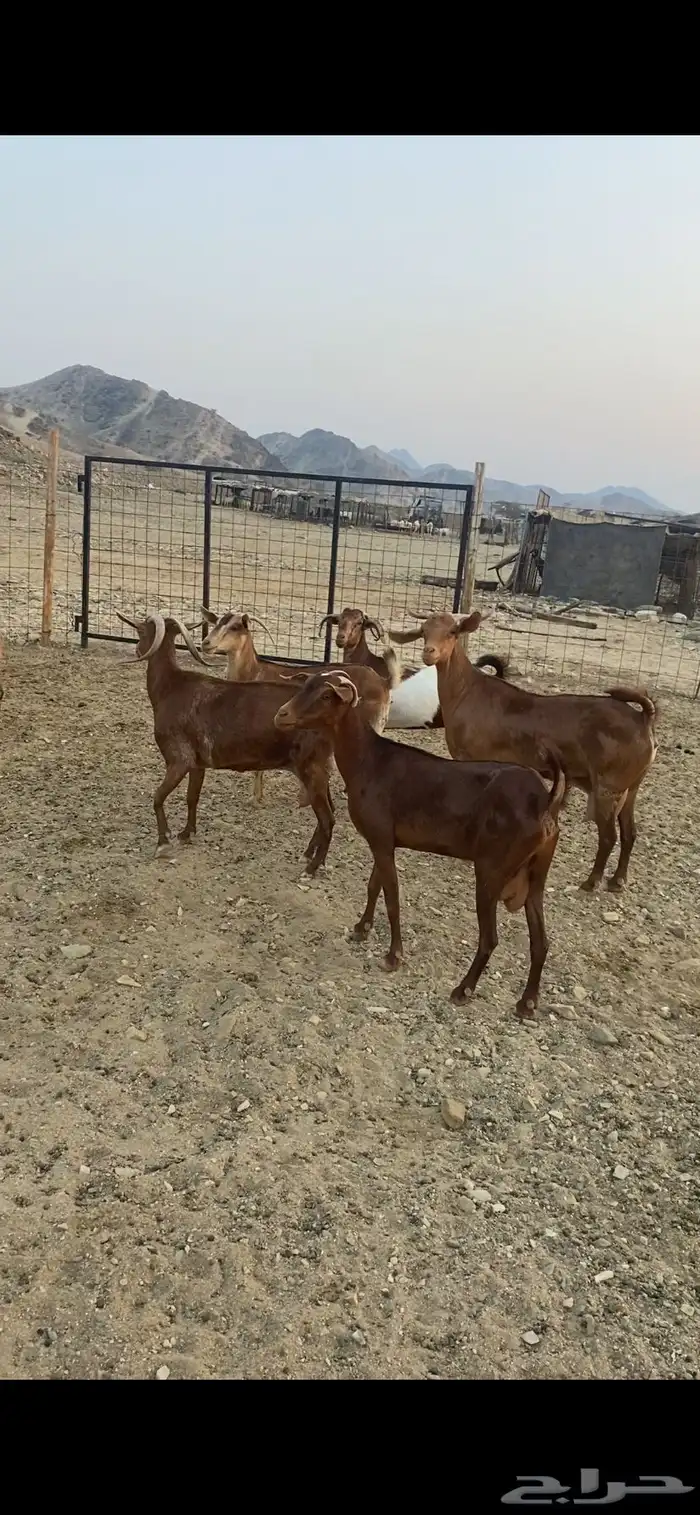 معزا محايليات 2