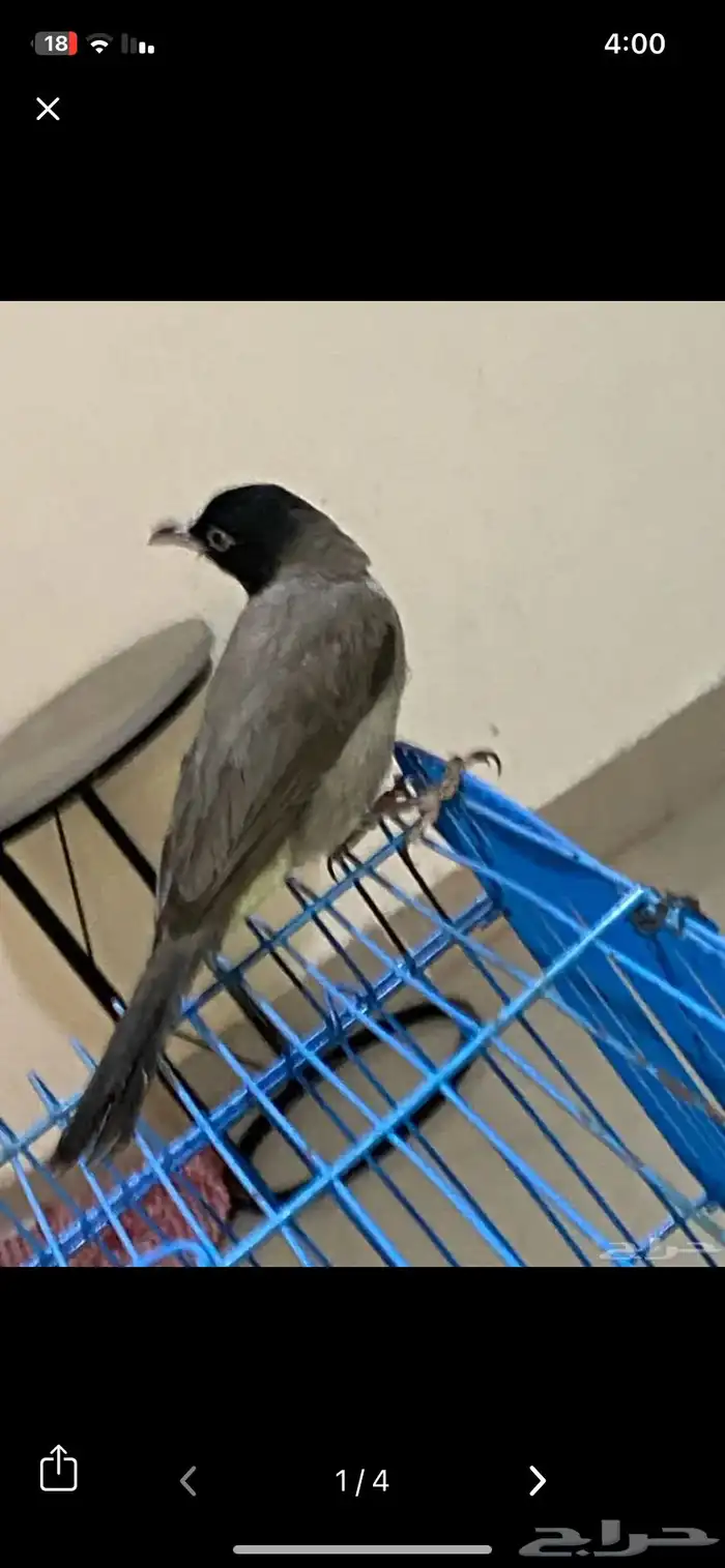 بلبل سوري تربيه وصل السوم 490 3