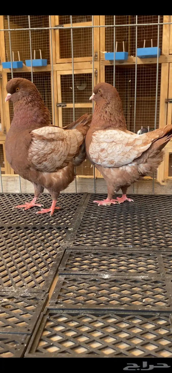 (( كنق مودينا ارجنت)) 0