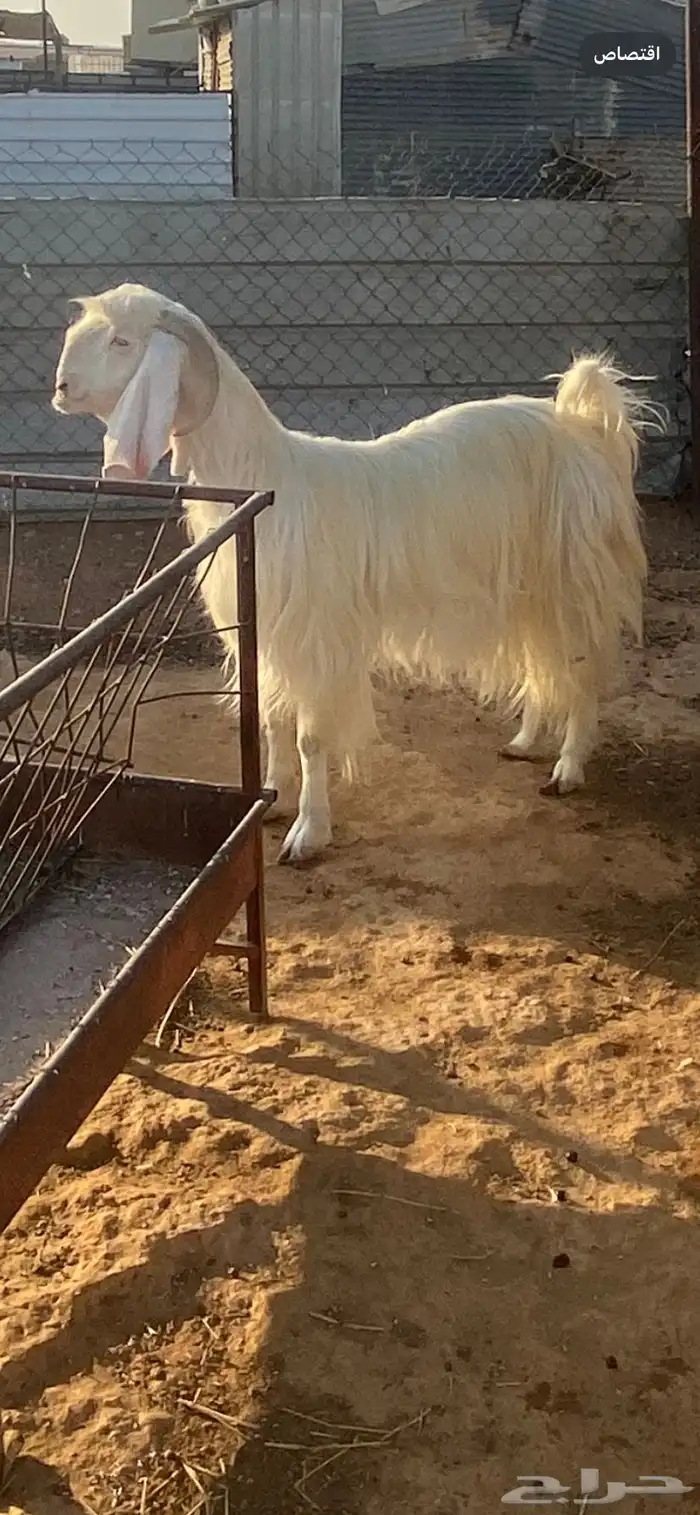 عنز عرضية دافع فوق ثلاث شهور 1