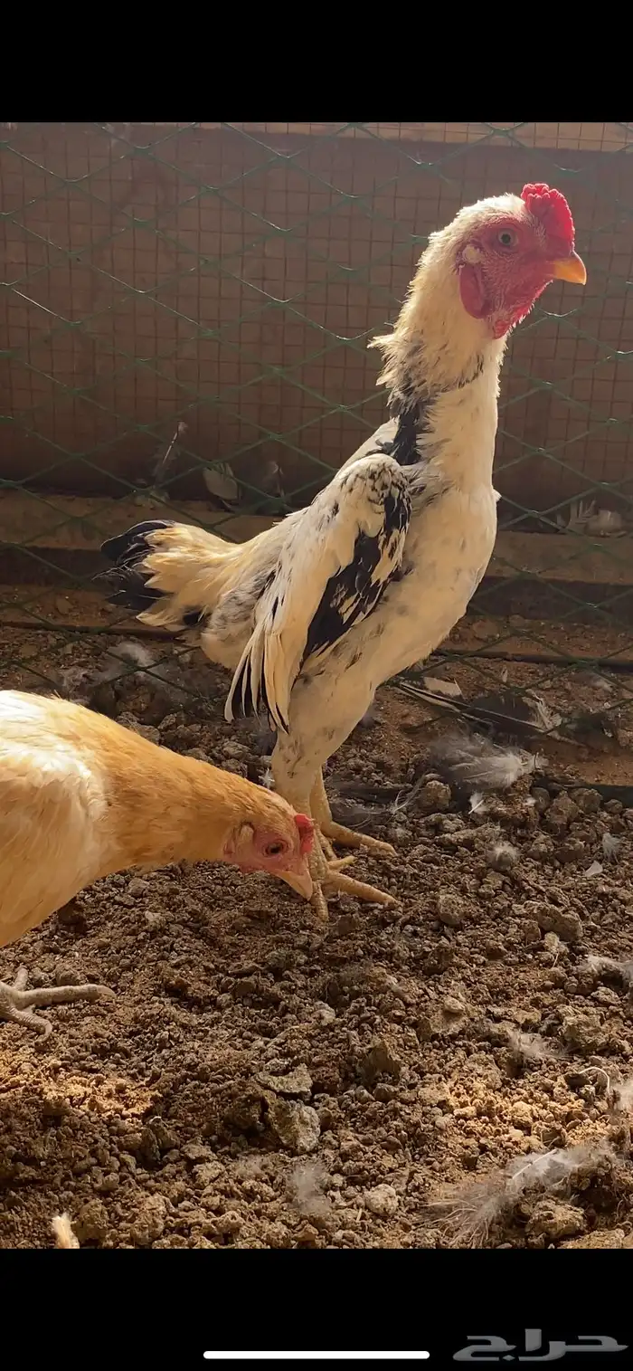 للبيع ديك كوشامو قزم او فارسي قزم 1