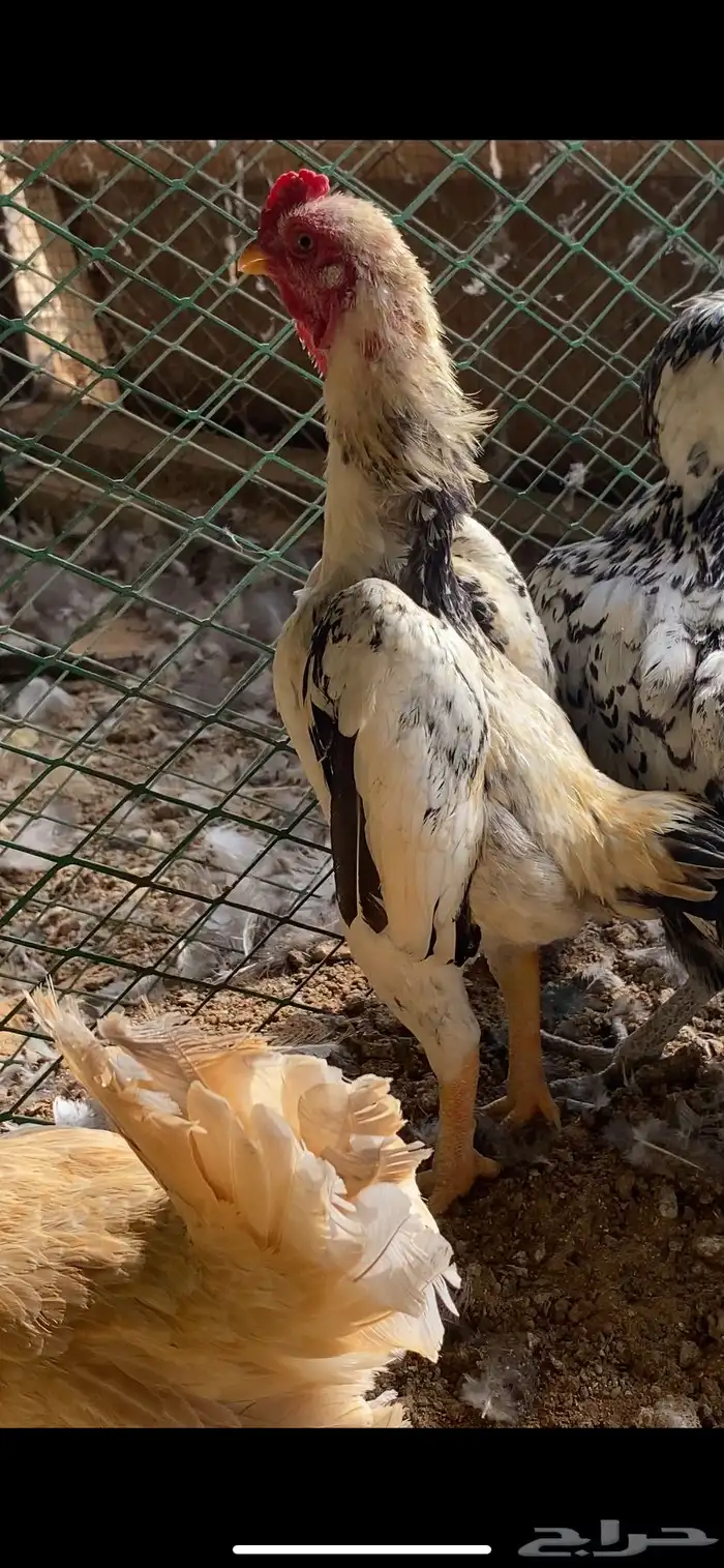 للبيع ديك كوشامو قزم او فارسي قزم 0