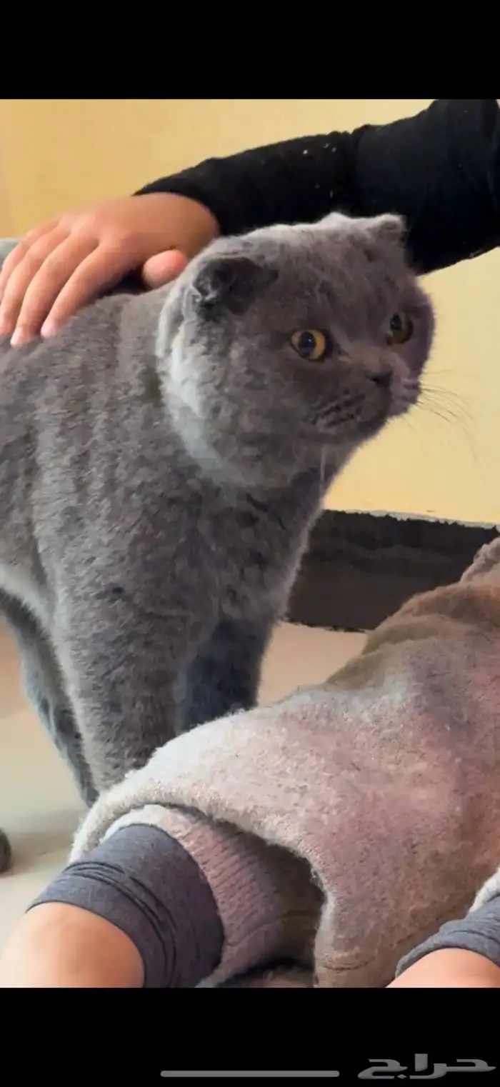 قط سكوتش فولد 0