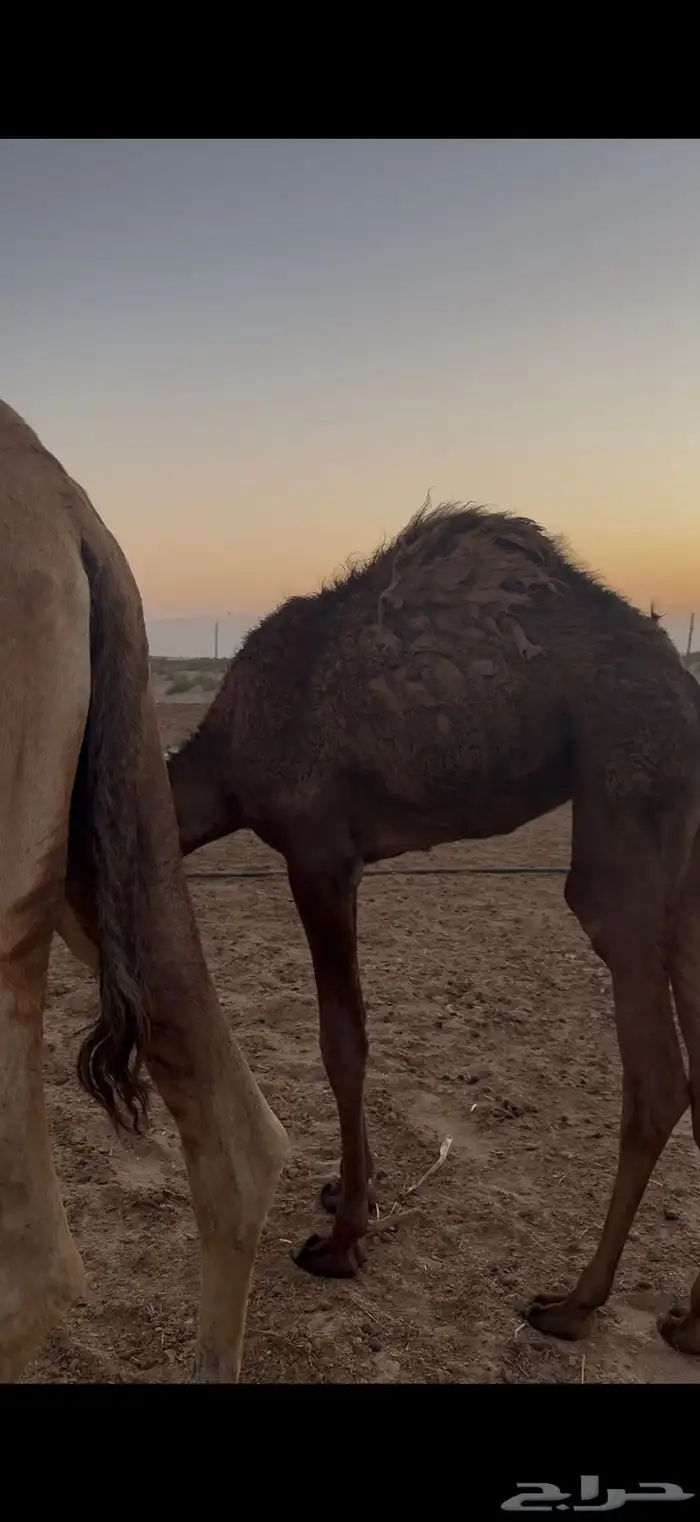 حشوان تحت امهاتها فل 4