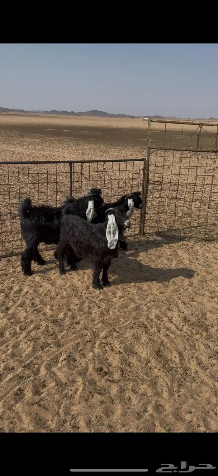 تيوس مخاصي 1