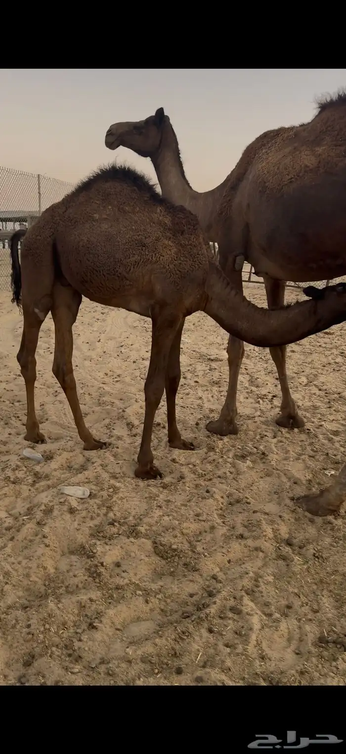 حشوان تحت امهاتها فل 0