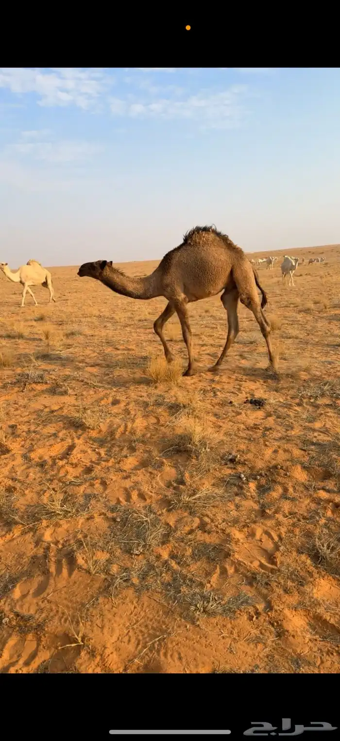 قعود مفرود طيب 0