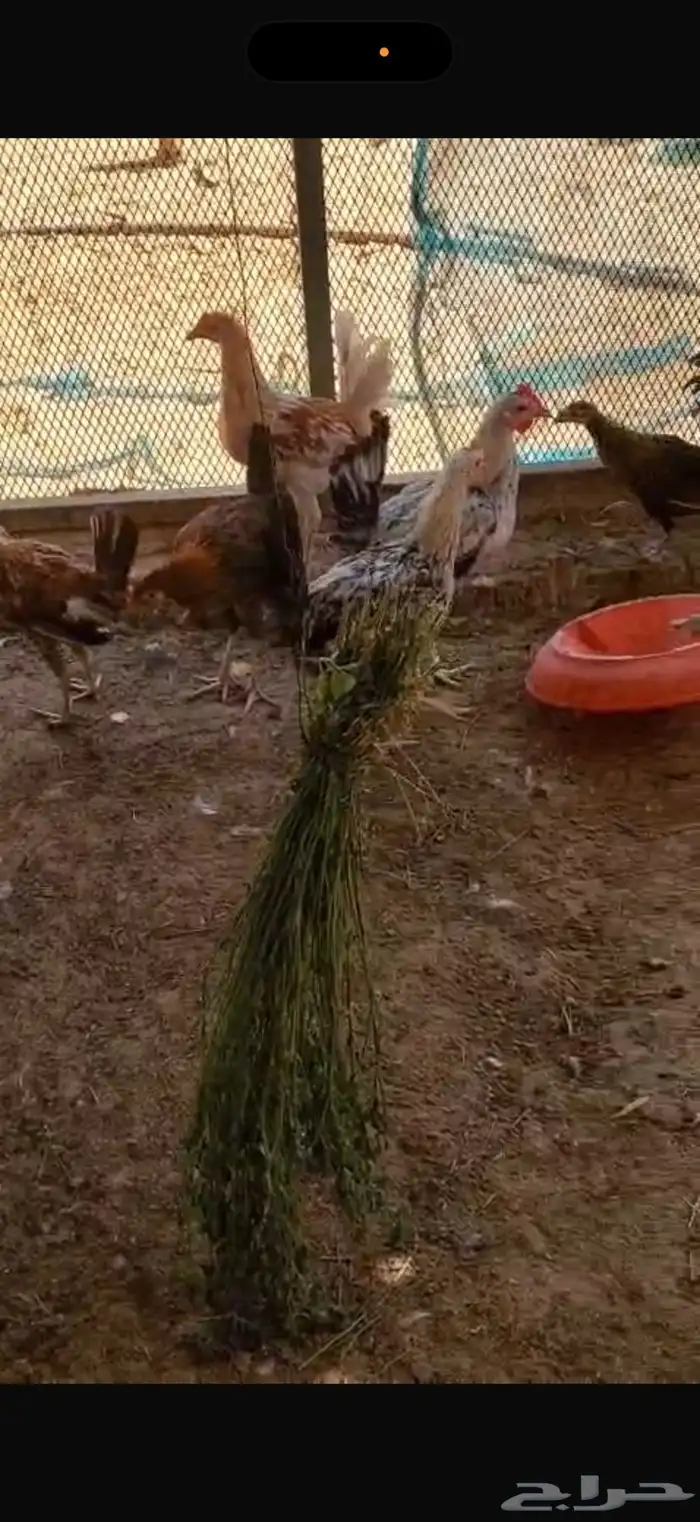 دجاج 2