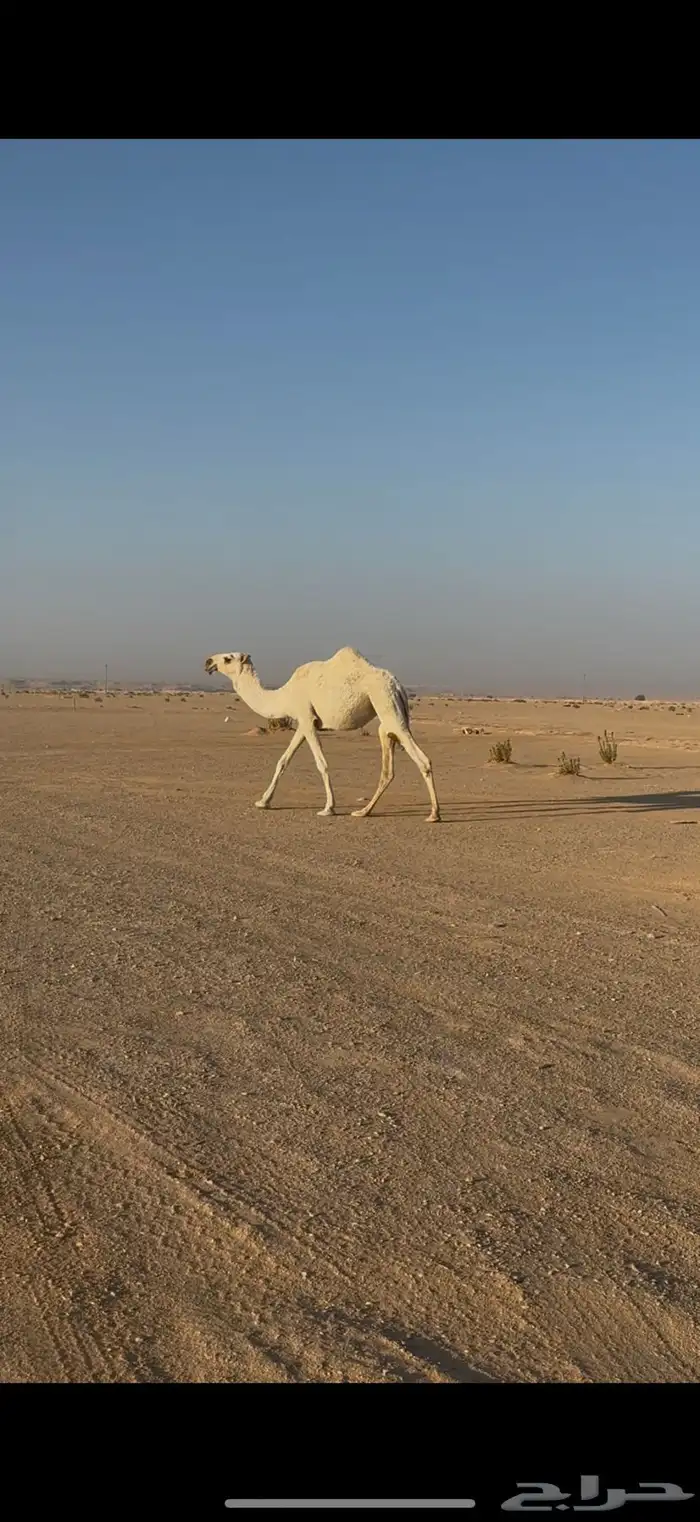 بكره مفروده حيسونيه 1