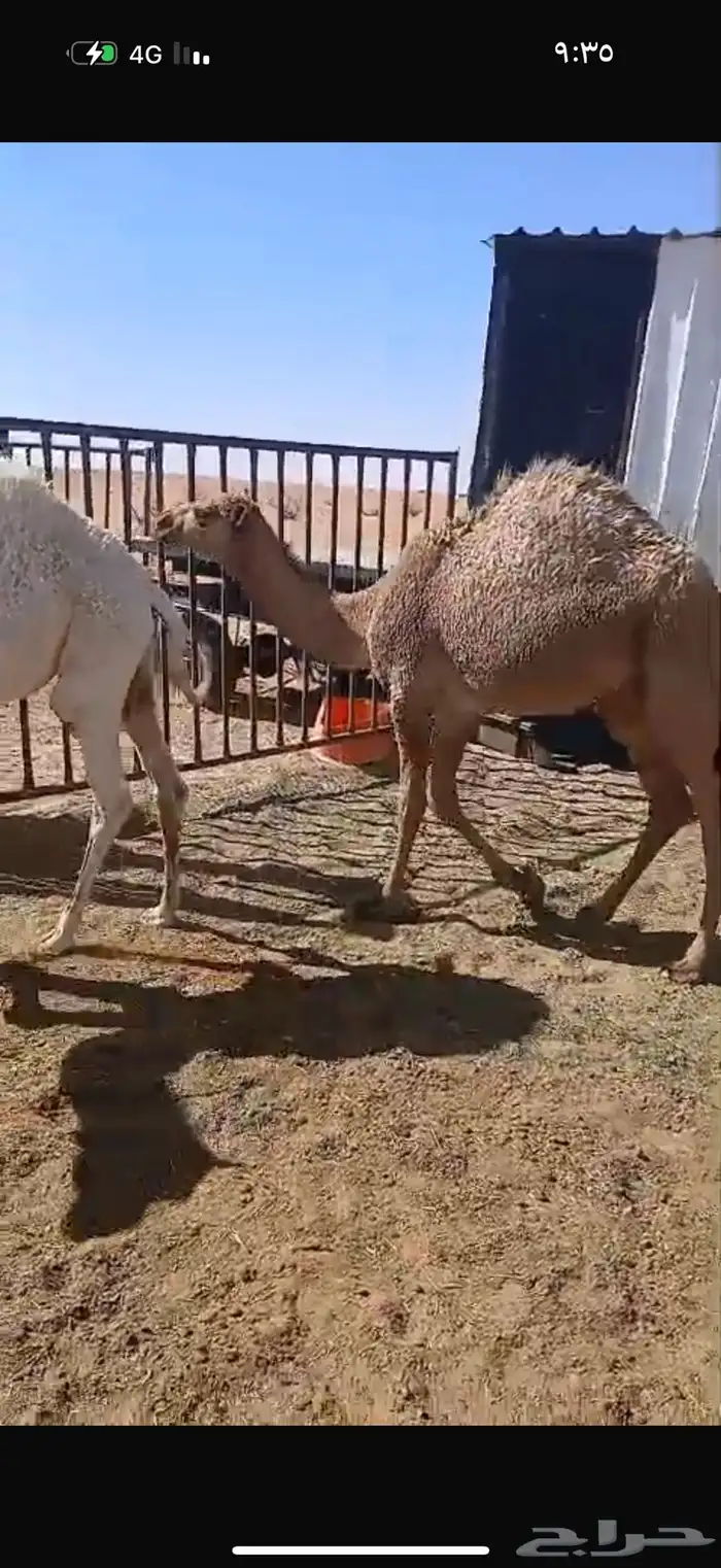 حشو بلدي للبيع 0