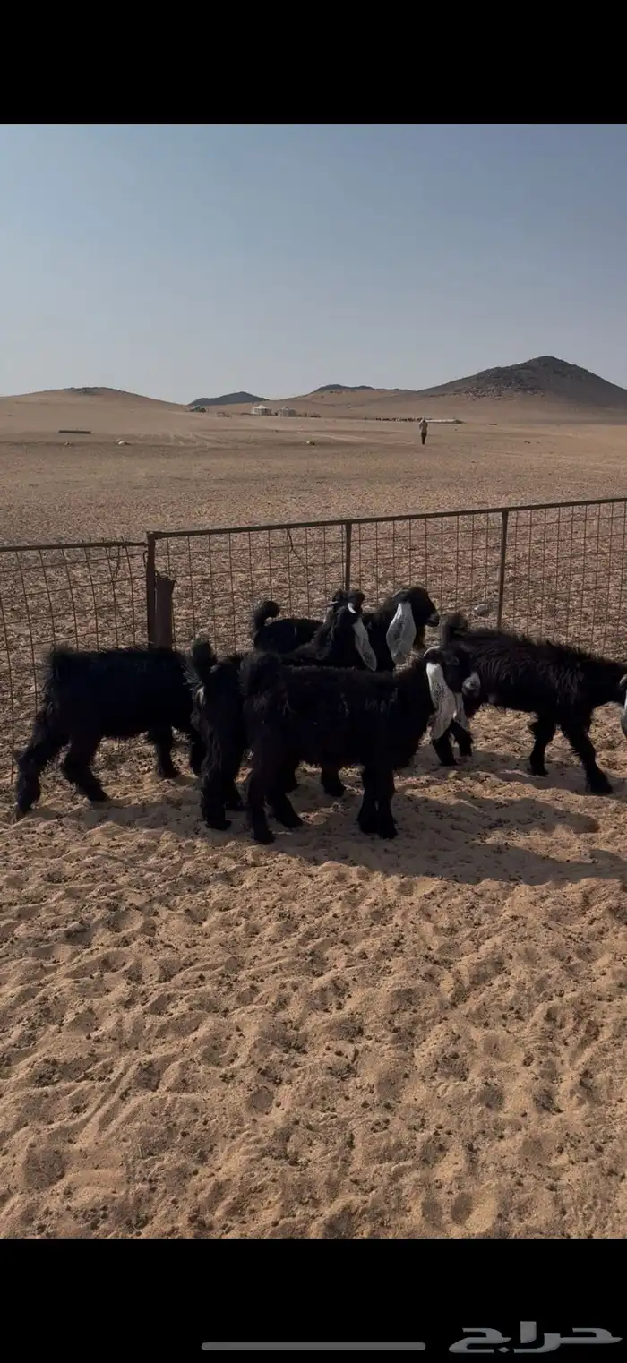 تيوس مخاصي 0