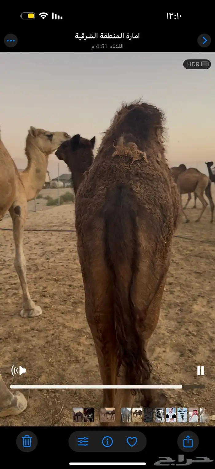 حشوان تحت امهاتها فل 3